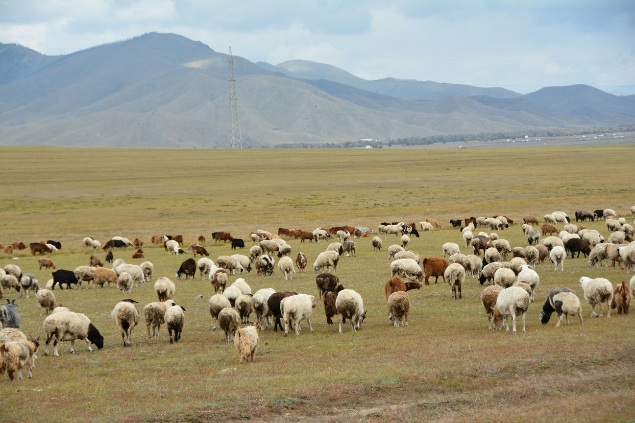 A herd grazing the open steppe
