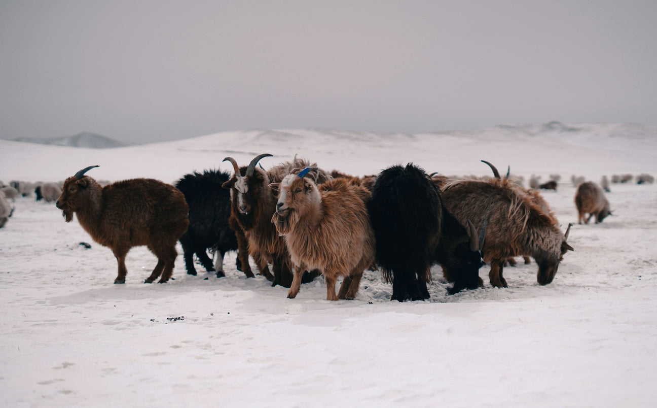 Goats on the snow-covered steppe
