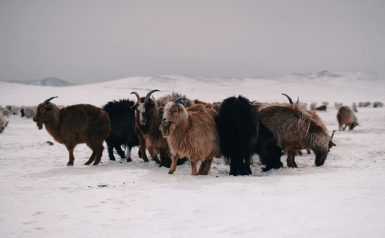 Goats on a snow covered field